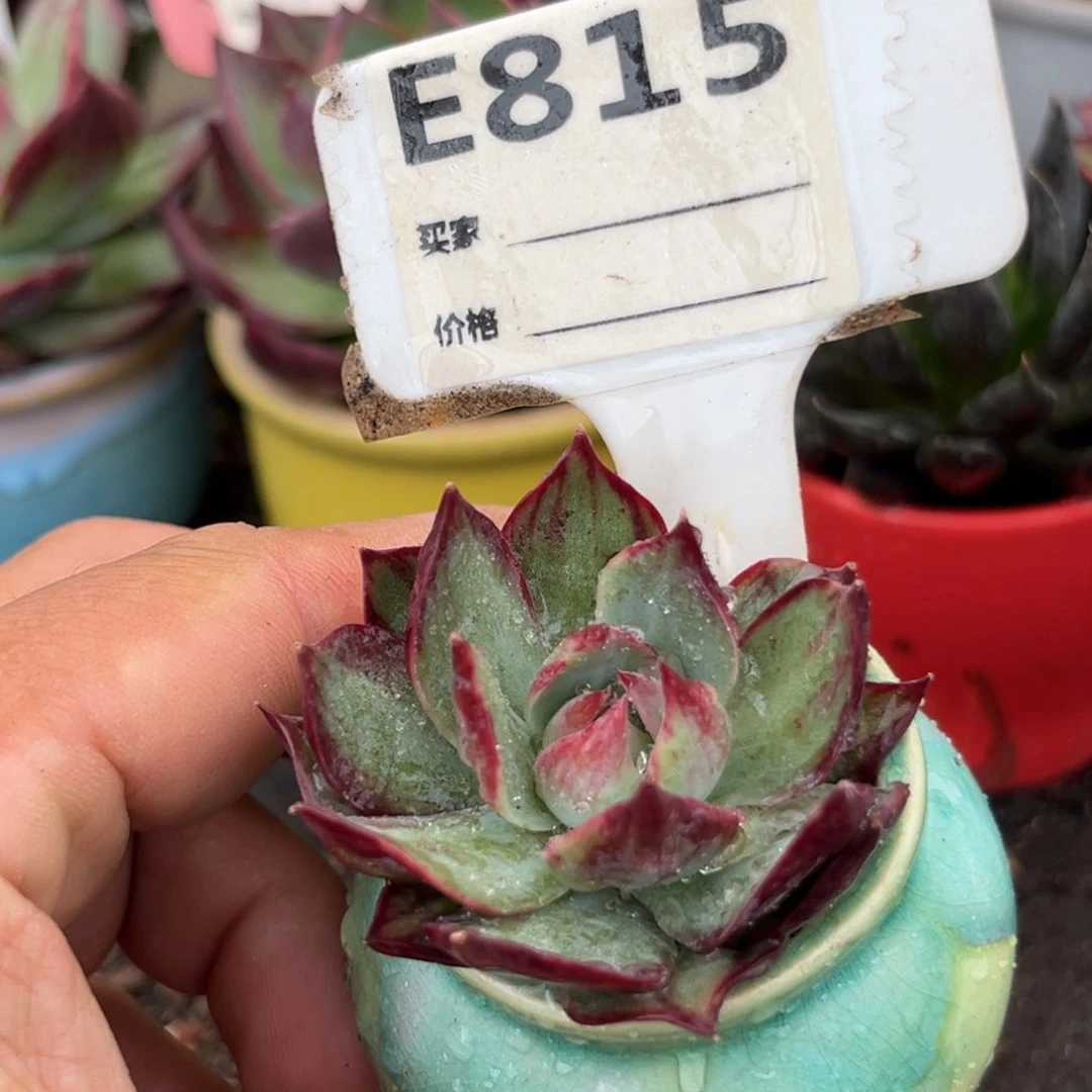 迷你惊鸿仙子多肉植物815