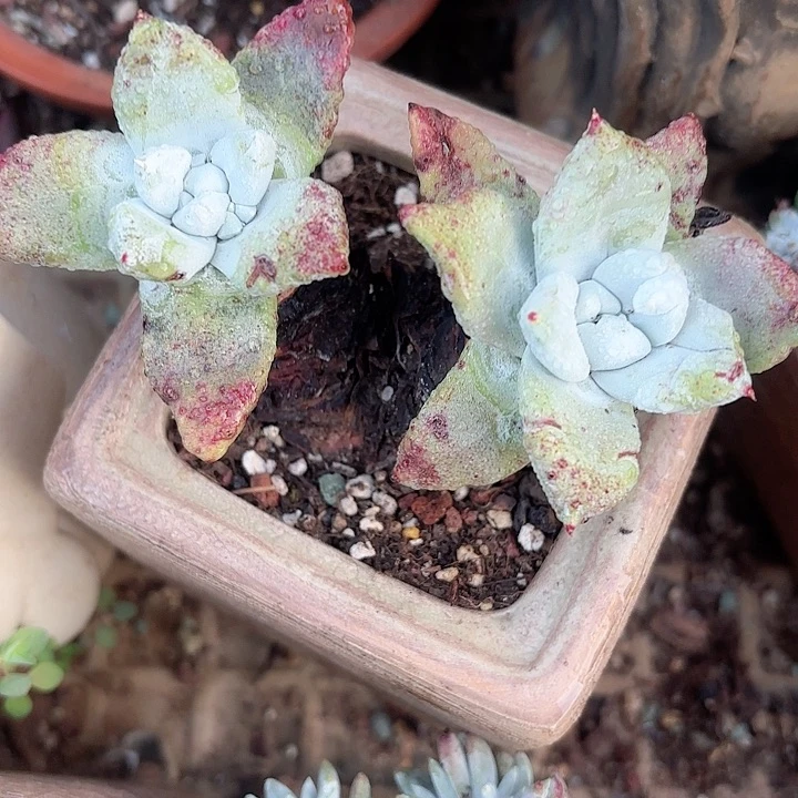 南***狗仙女杯多肉植物