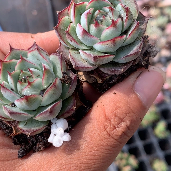 A玫瑰花仙子2颗 (清货半价,当天不满9.99发随机不退款)