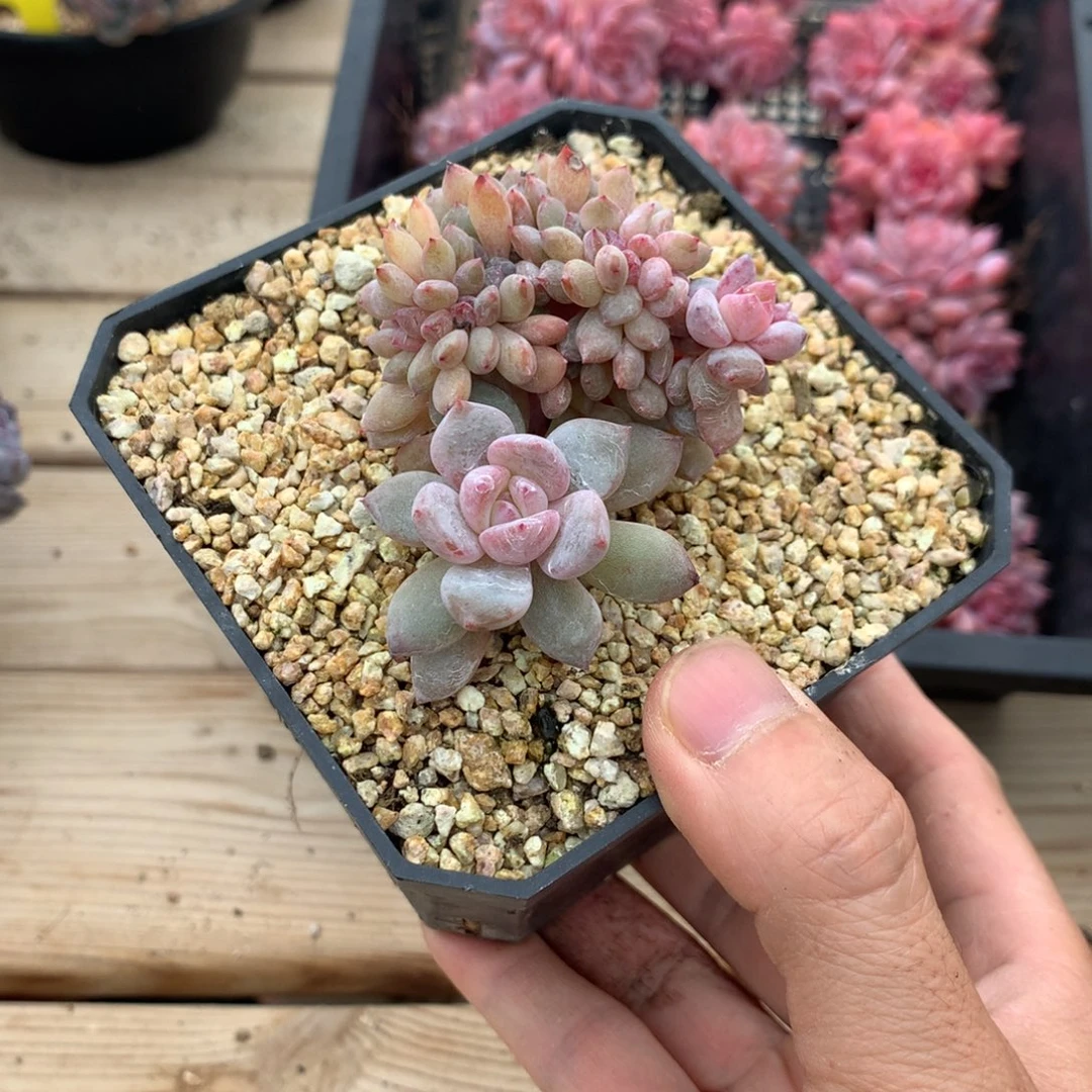 奥***森奥尔森橙子寄养多肉