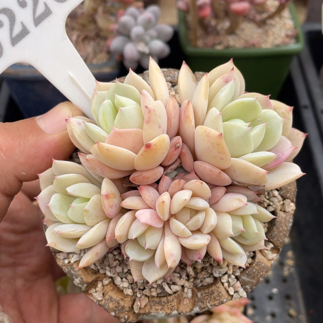 0226恋曲不带盆10厘米