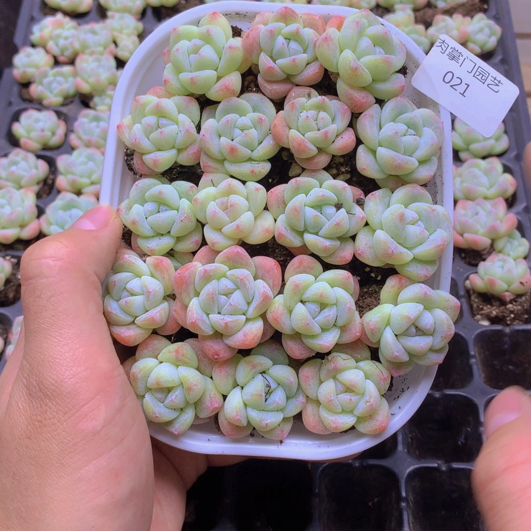 我要去看你了啊我021