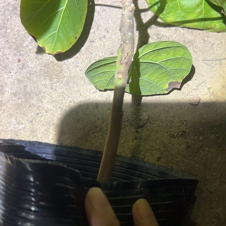 李***明金钻凤梨25945995489