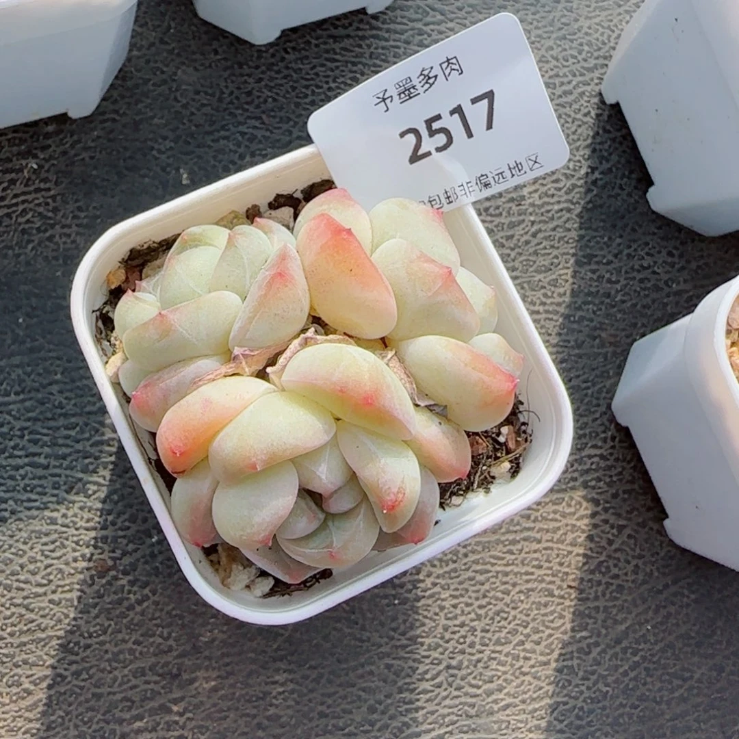 冰魄，2517多肉植物