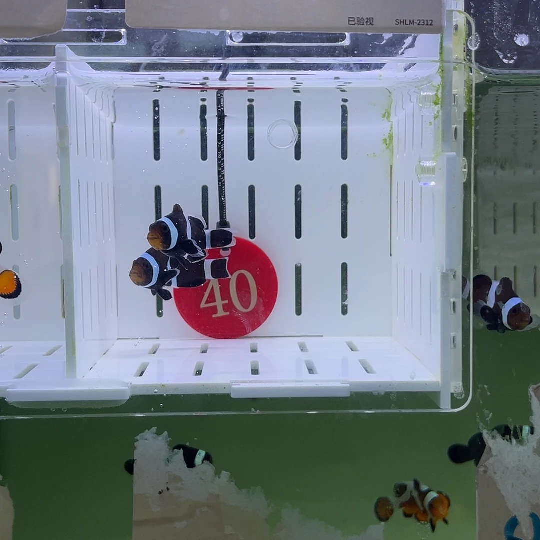 海水鱼短文奥黑小丑