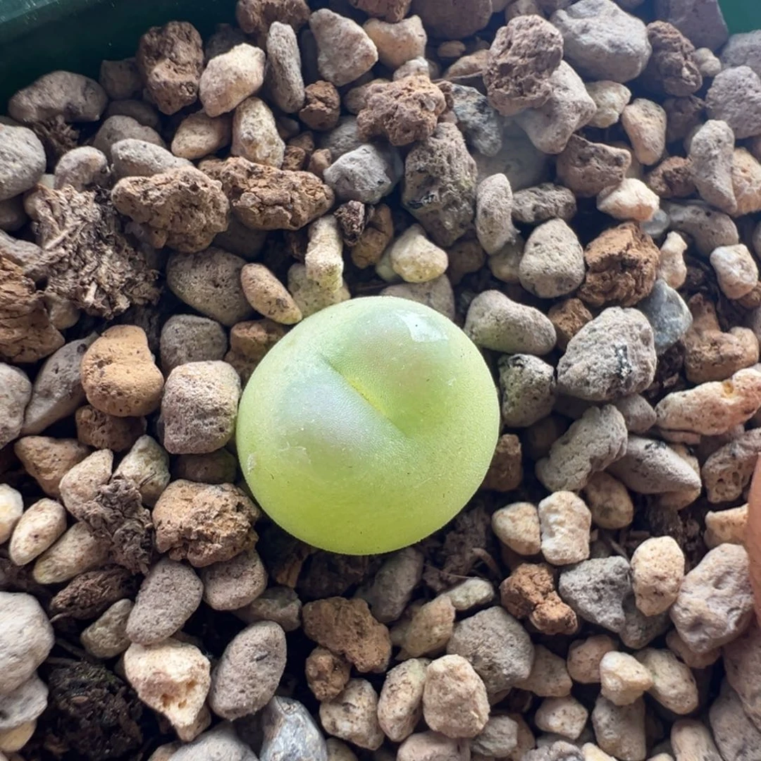 1030拉登一颗福利