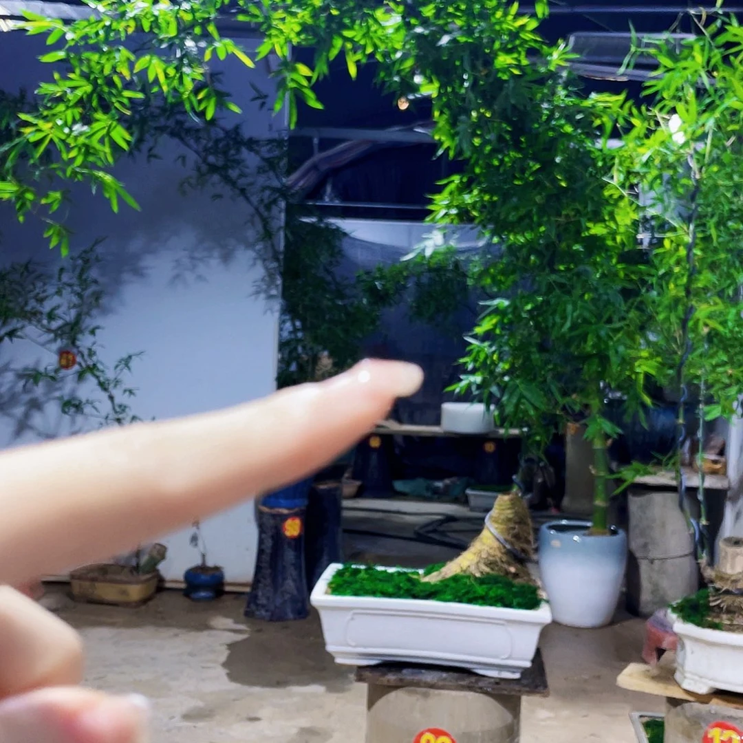 无花朵落*小叶簕竹熟桩陶瓷盆一物一拍