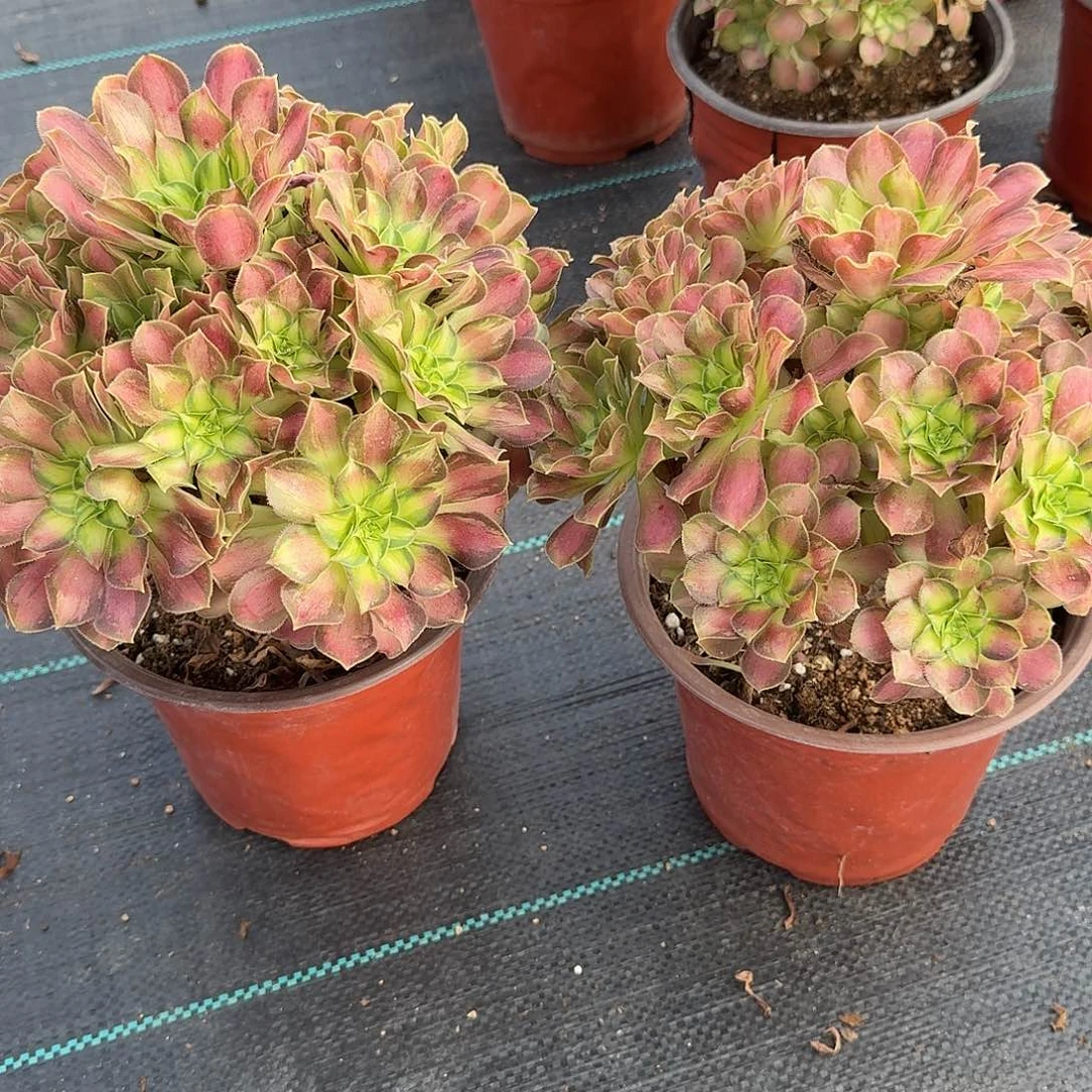 朱***玲两颗邵华美美美美美