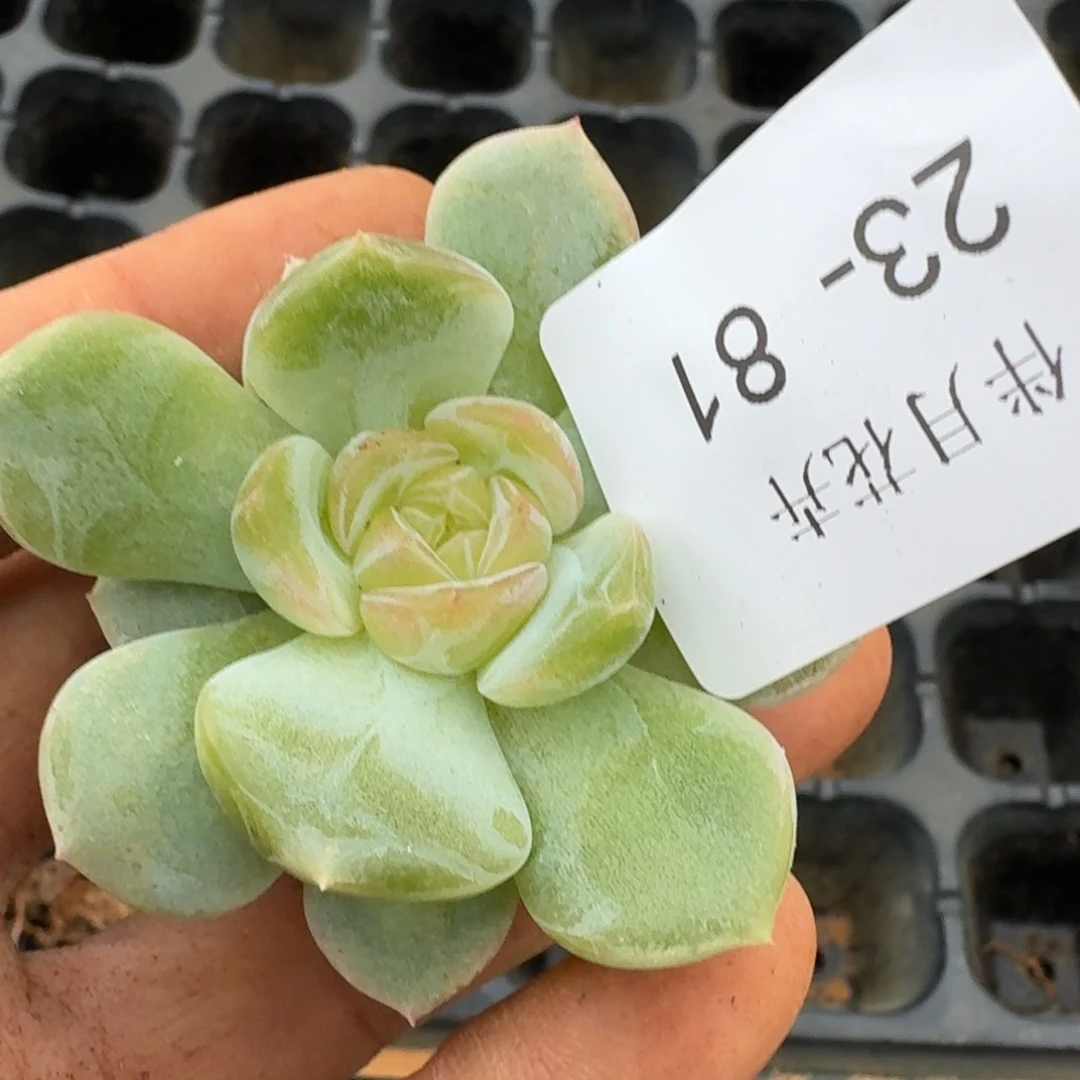 多肉杂交一物一拍23-81