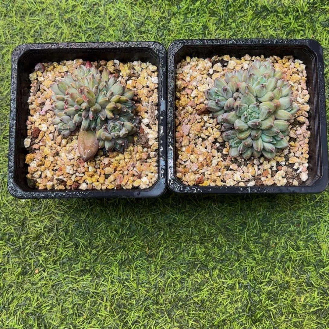 半*雨花石2颗，多肉植物