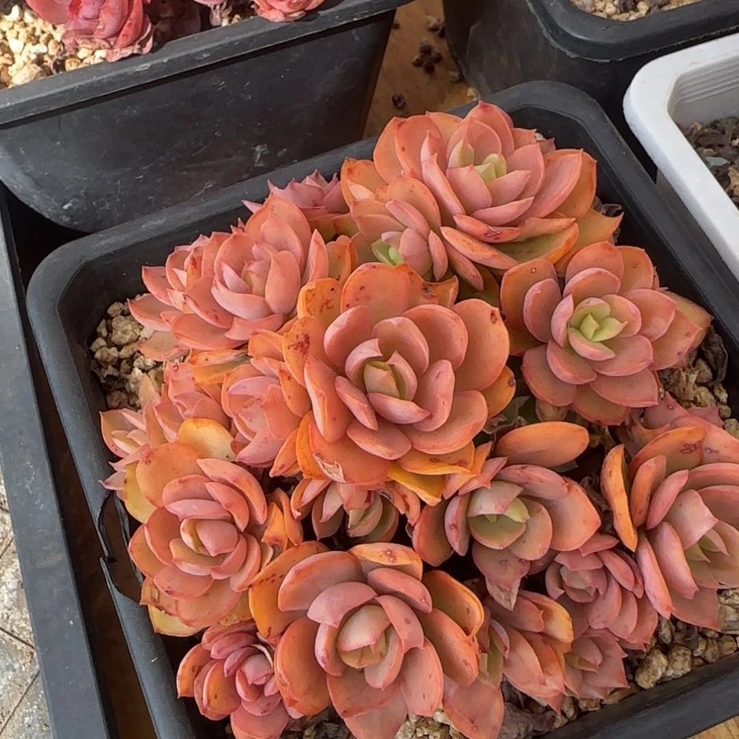 多肉植物一物一拍