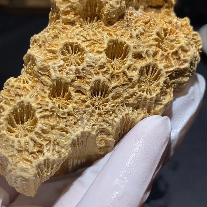 【闪购商品】未镶嵌珊瑚玉硅化玉