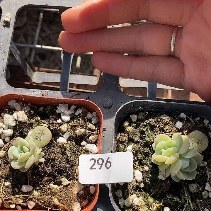 标296白冰2颗多肉