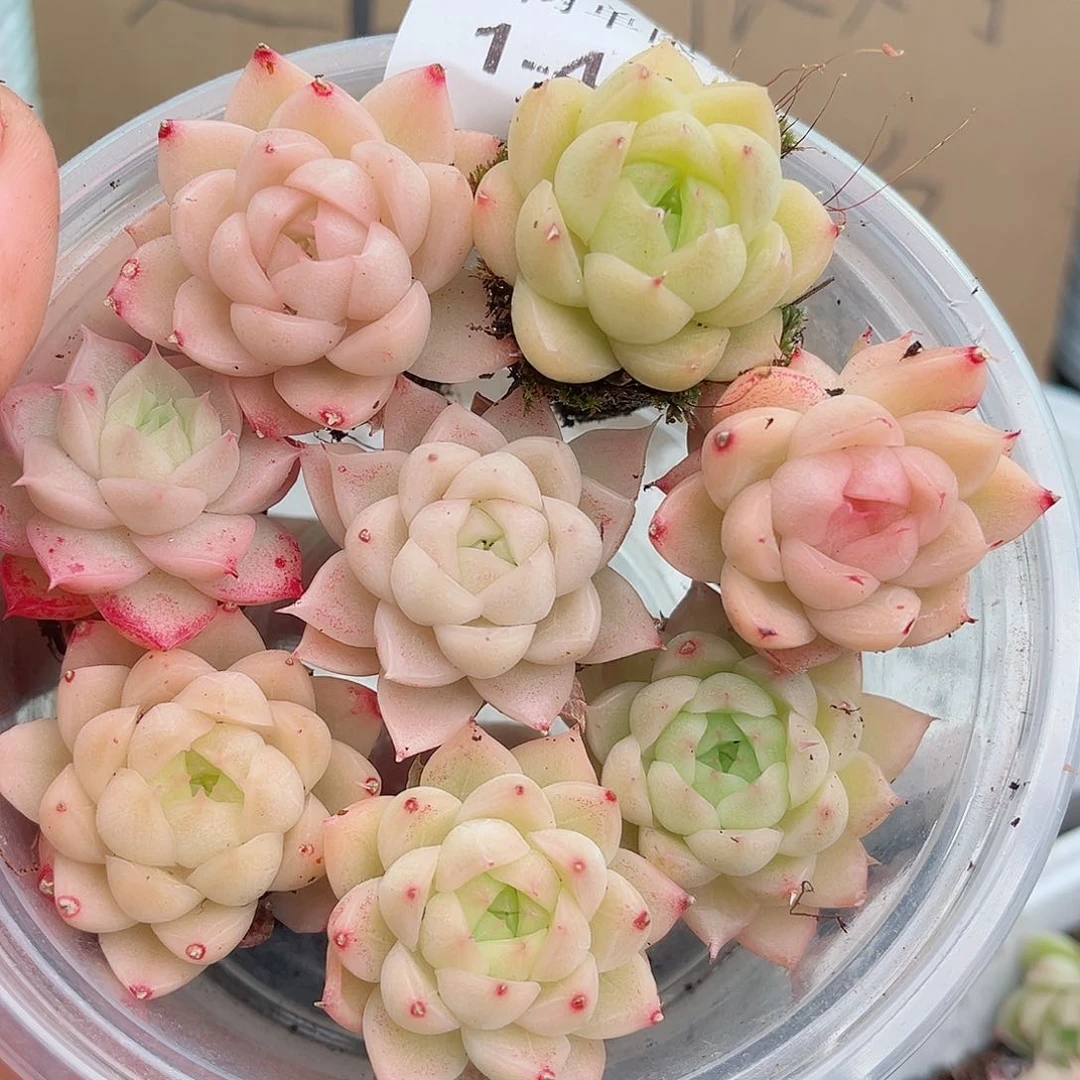 1-435 新疆西藏内蒙不发12.8包邮2-3公分