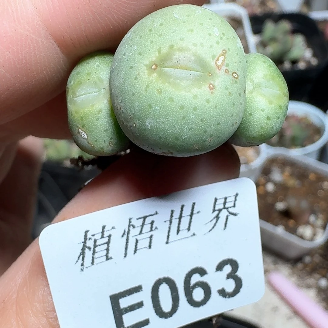 063号多肉植物哇c g