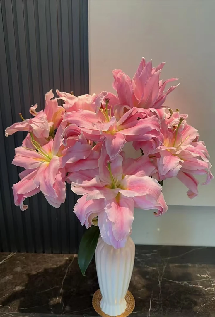 AA级优尼格重瓣百合--云南基地直发