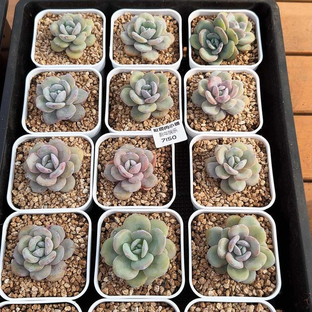 多肉植物奶茶一筐7150