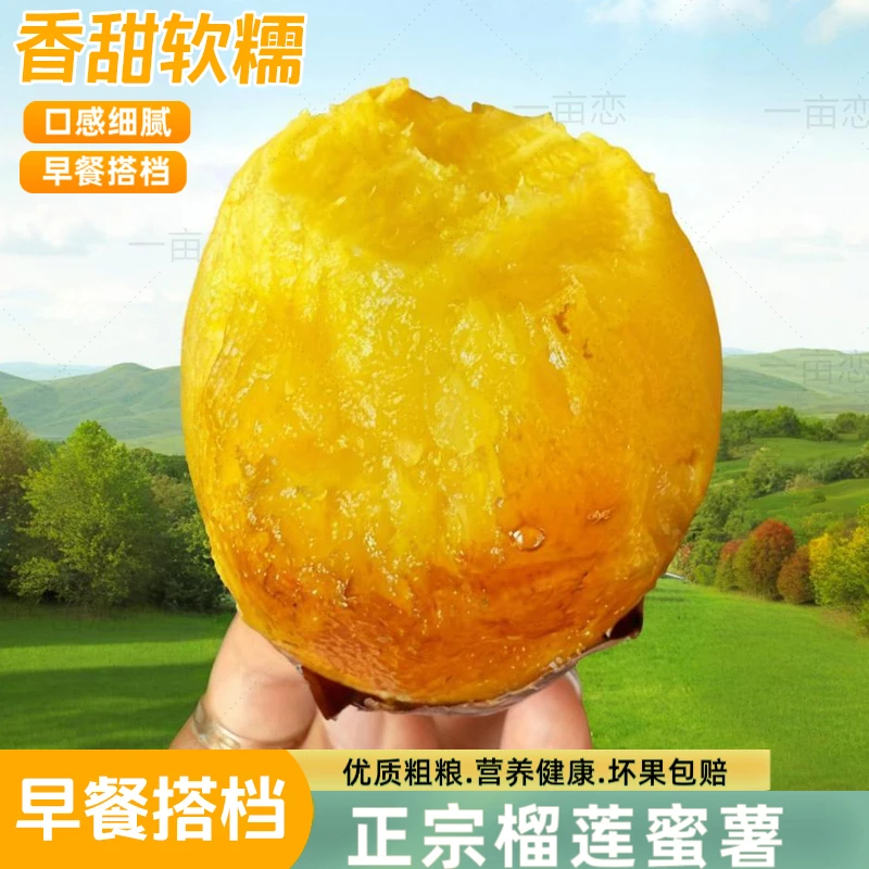 【金瑶蜜薯】优质赤焰薯黄金蜜薯鸣门金时红薯高端地瓜美味香甜