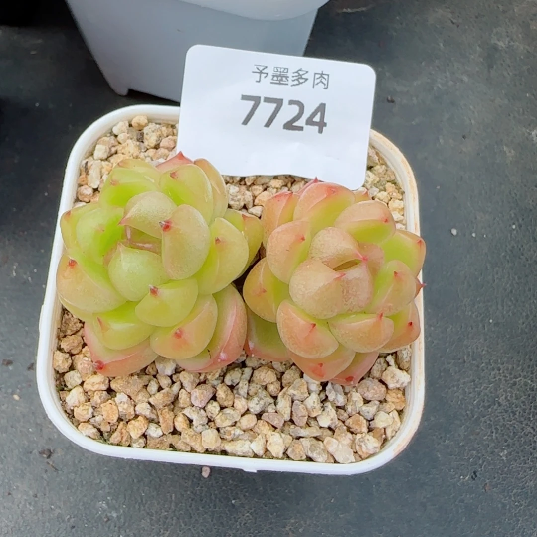 空灵珍妮，7724多肉植物