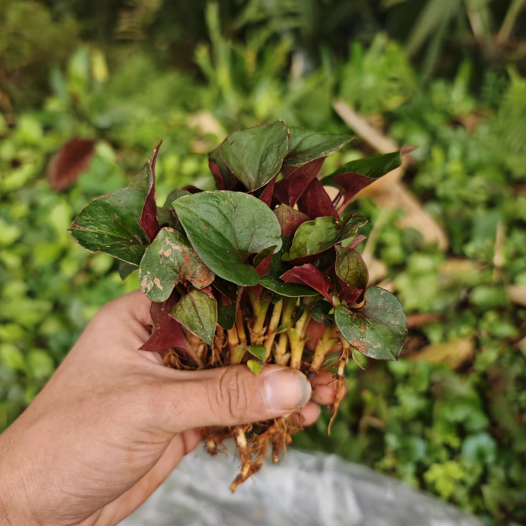 现挖/四川野生折耳根/小野葱/应季蔬菜/野菜/