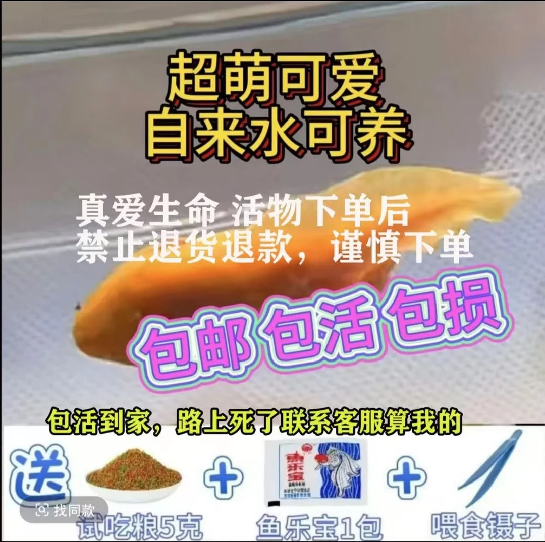 网红观赏鱼冷水鱼小六六懒人自来水既可养包邮