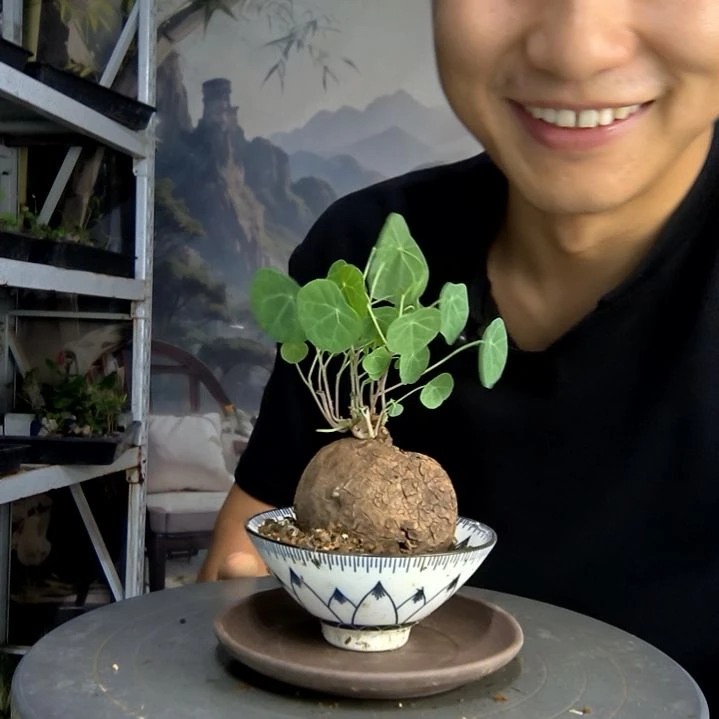 脆***?中青园艺一物一拍432