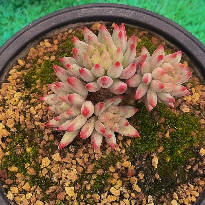 绿体虞美人多肉植物