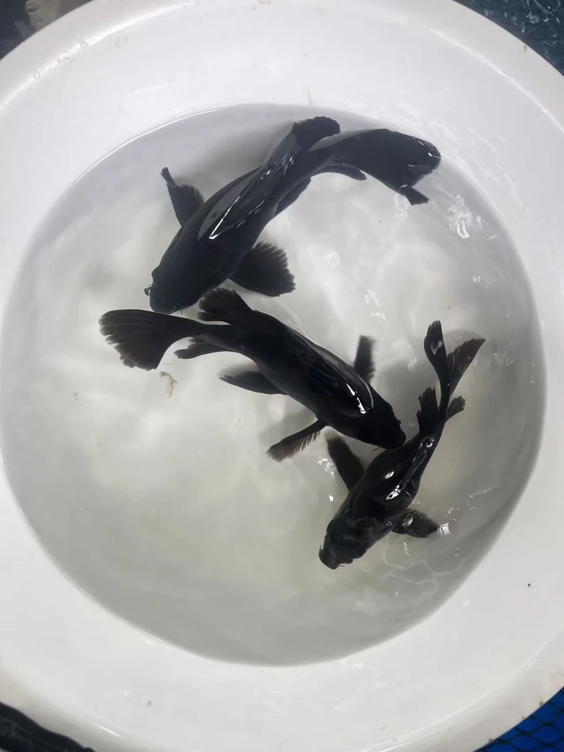 精品墨蝶现场挑选现场打包