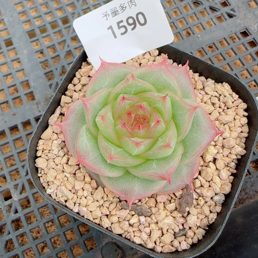 孤品，1590多肉植物
