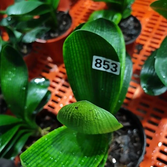 完全开放85300000000