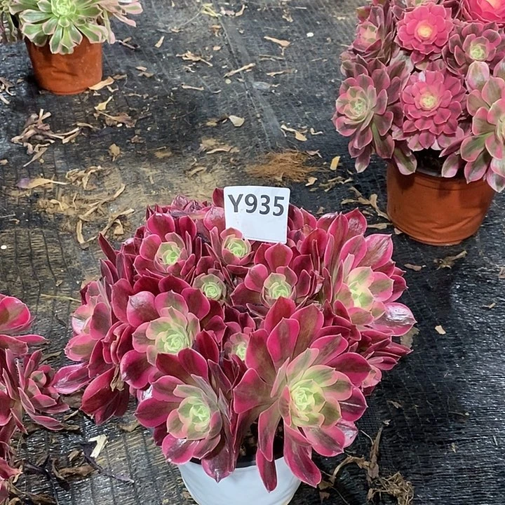 可**妈女朗935。