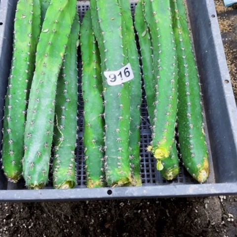 916大袖普一物一图如图