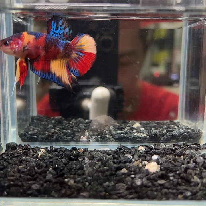 斗鱼竞拍跑单拉黑4日22