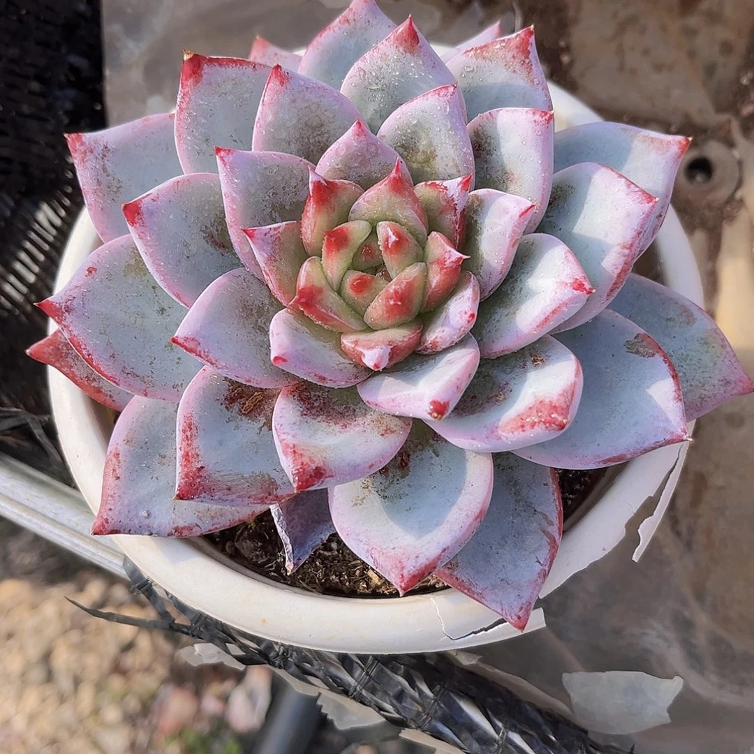 祖母绿13公分9899889988