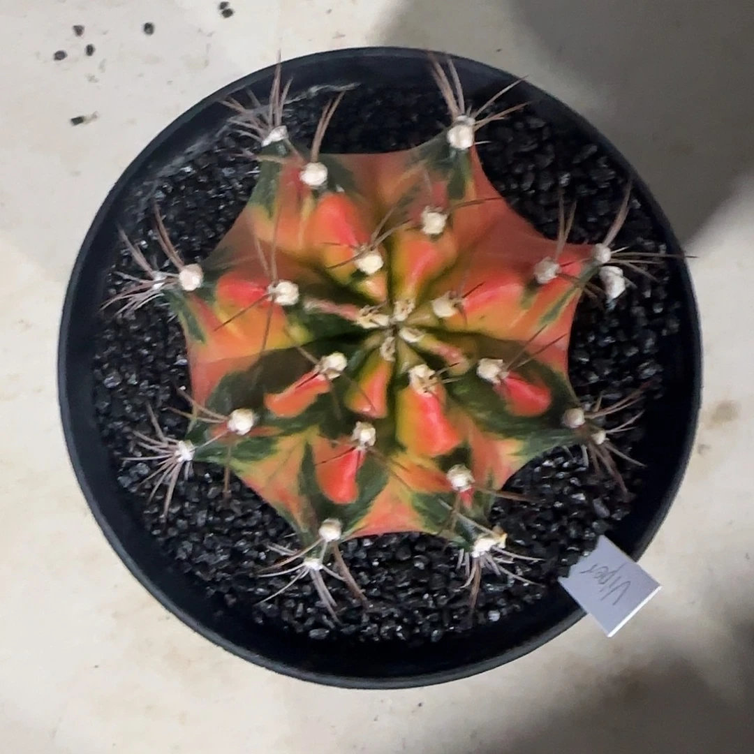 L758-1220泰国发货