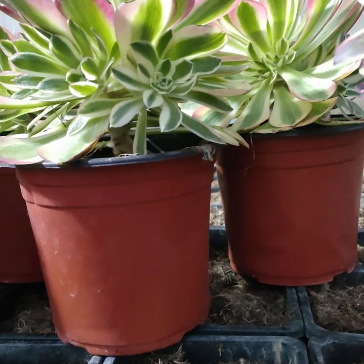 风***粒多肉法师锦套餐二颗女巫