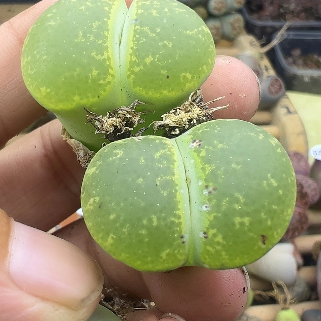 2958有伤福利1111111