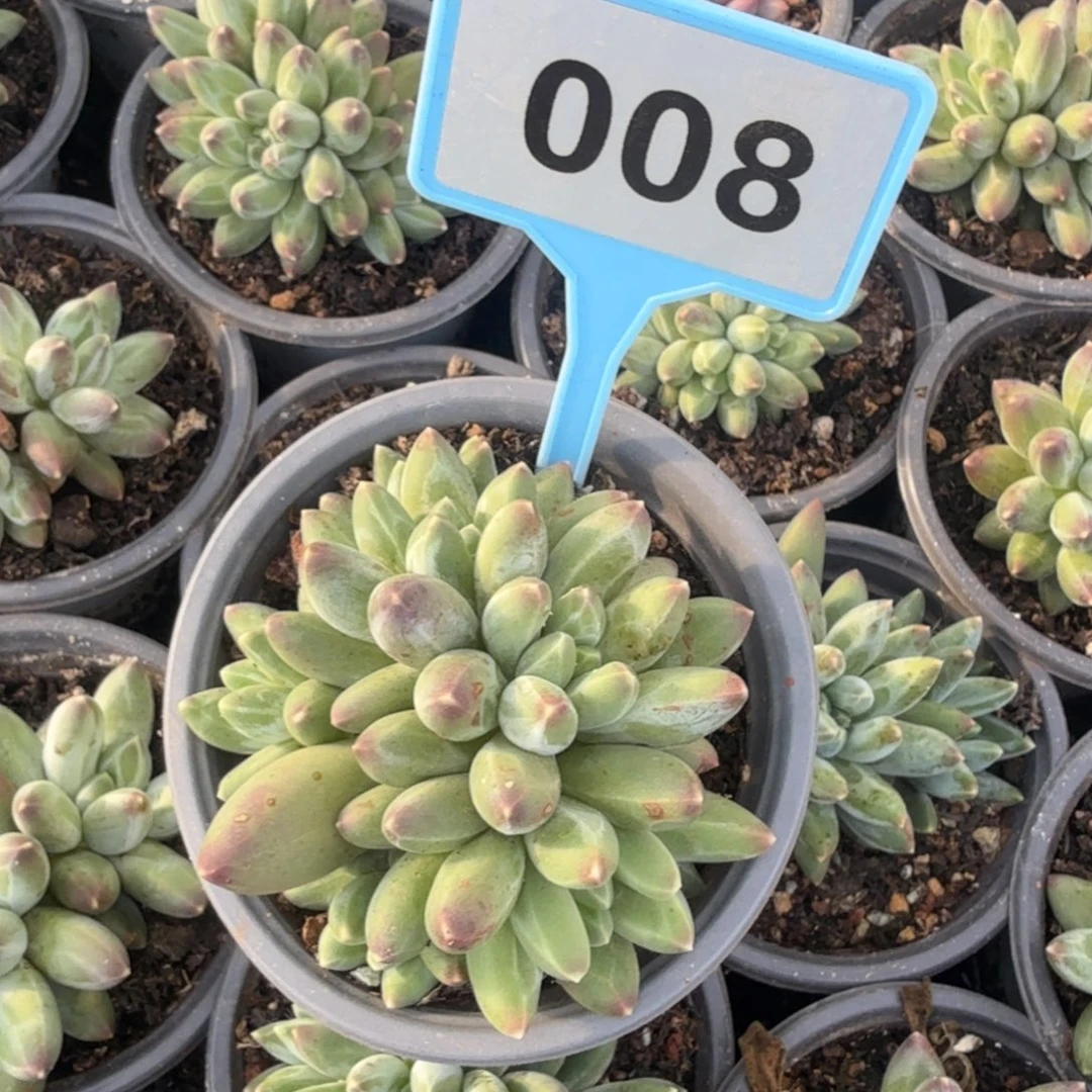 伊卡鲁斯一物一拍008