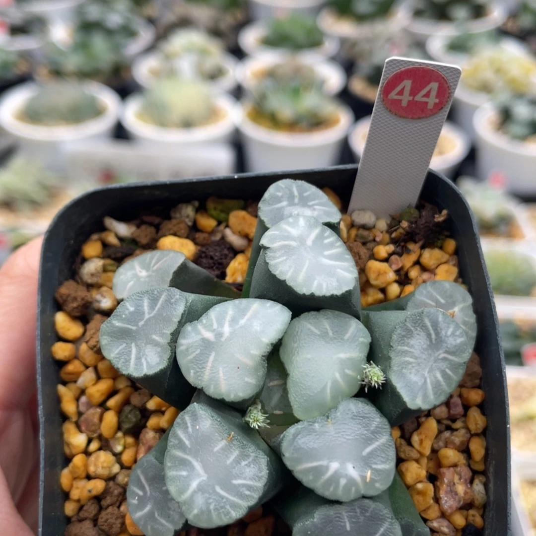 44 白瓷万象 脱土发货