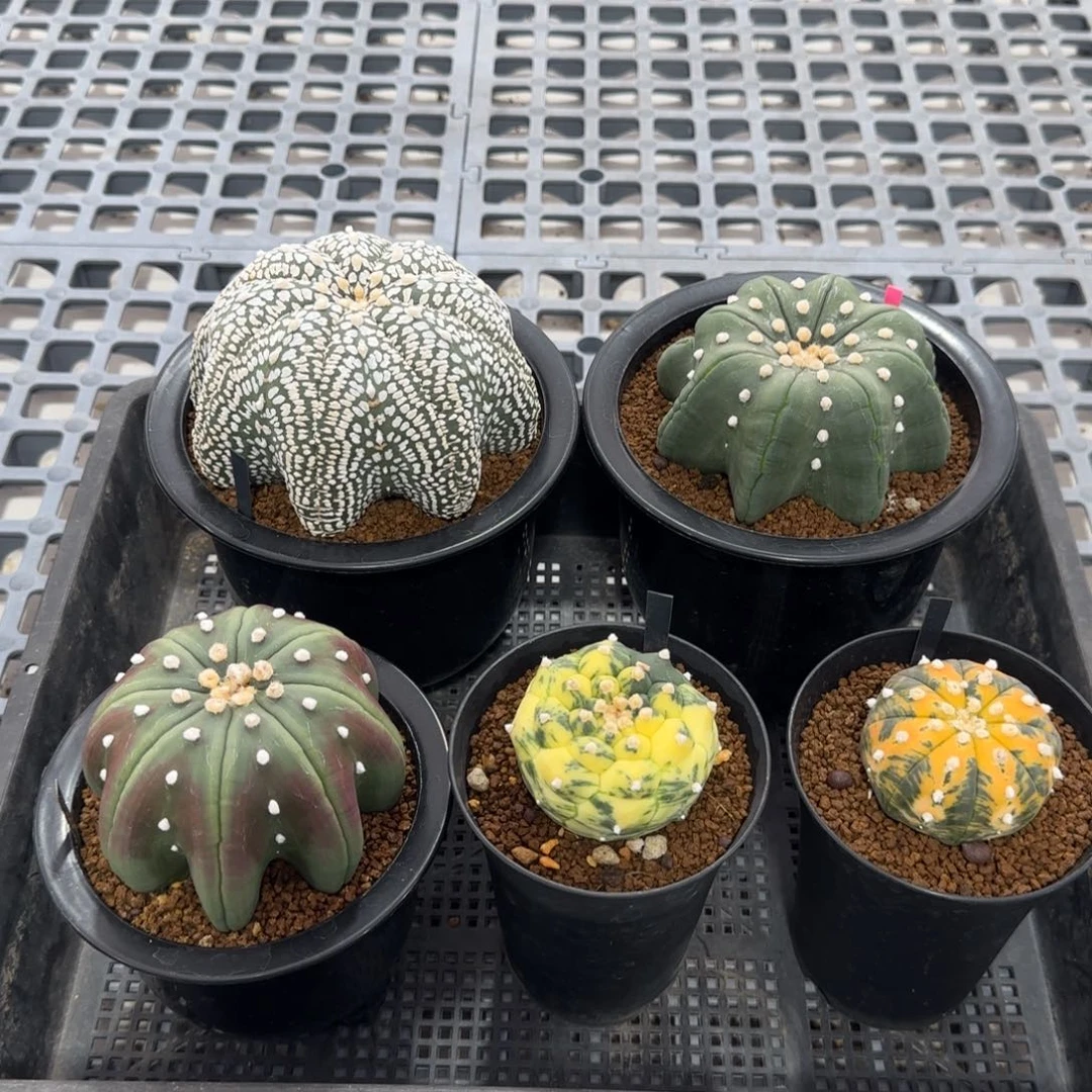 无花朵猪*仔兜兜组合5颗