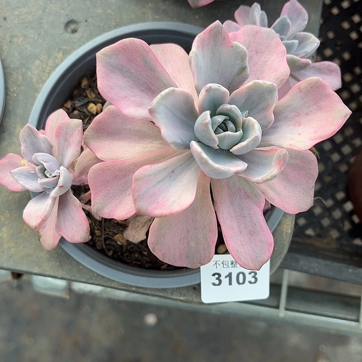 阿雅园艺。         3103彩虹糖锦