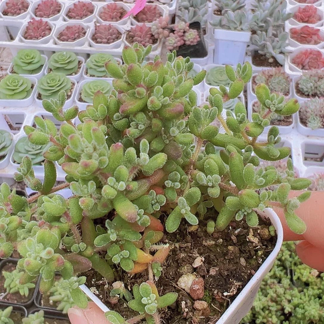 大红宝石枝干19包邮多肉