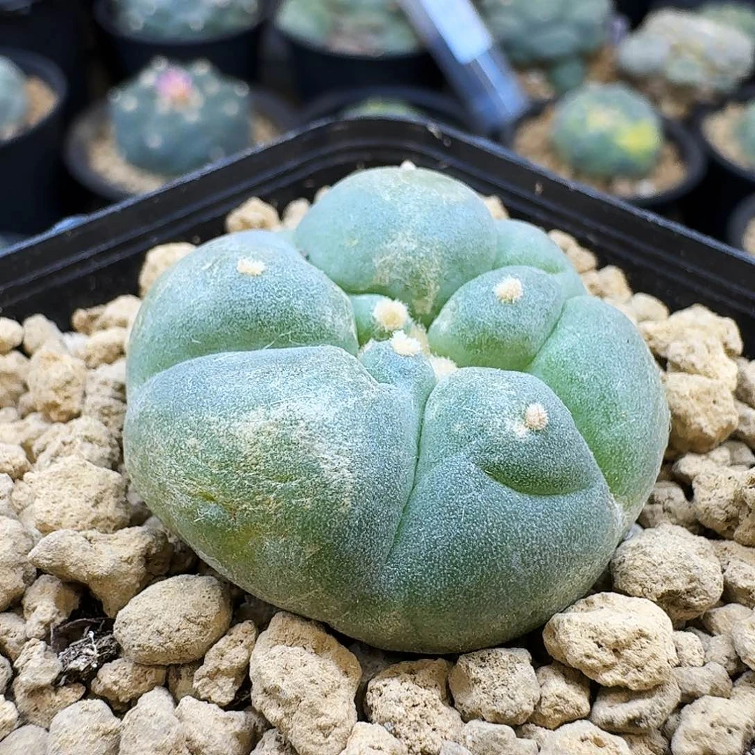 坂田大优侧芽3.7cm 09020