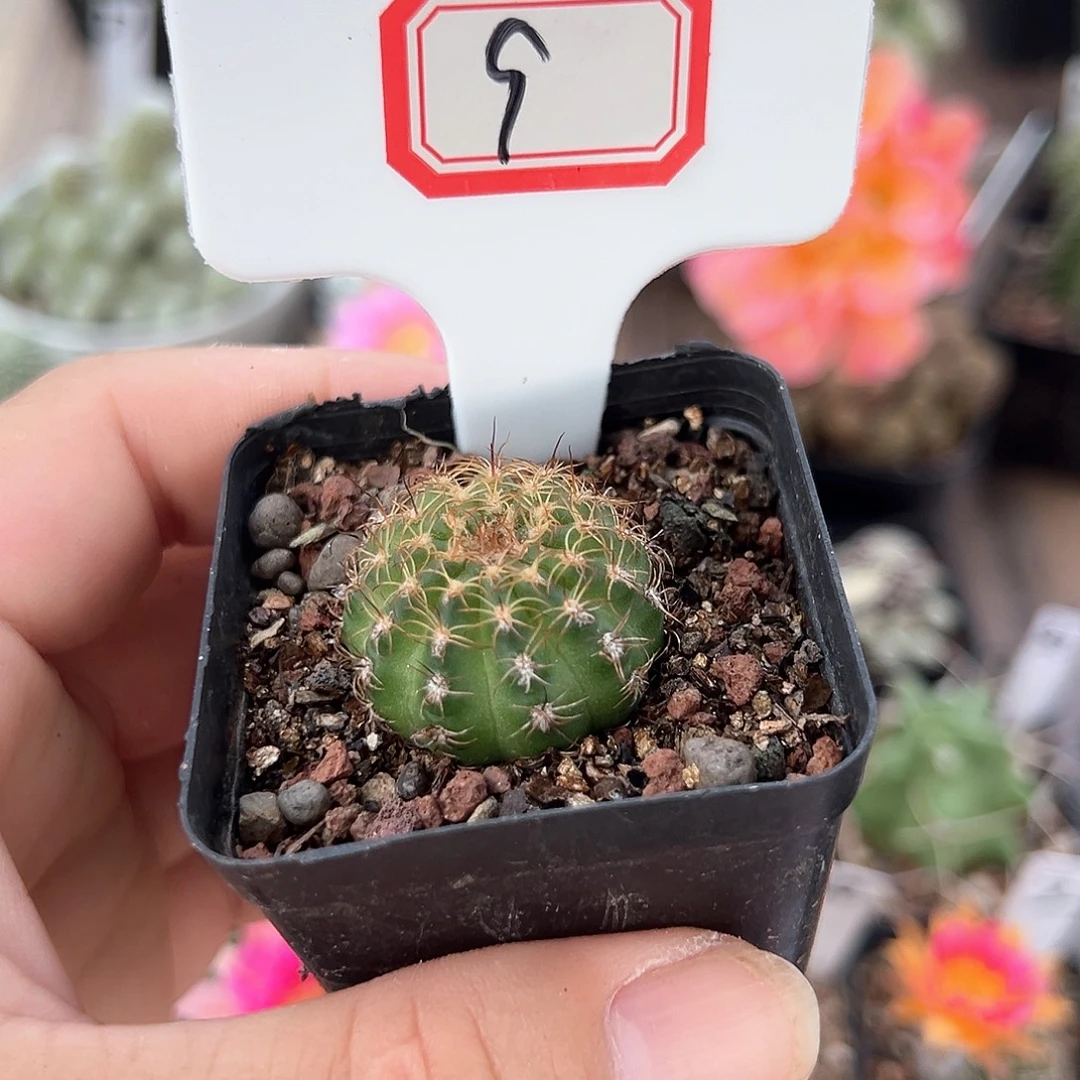 A***❀9往事多肉园仙人球往事