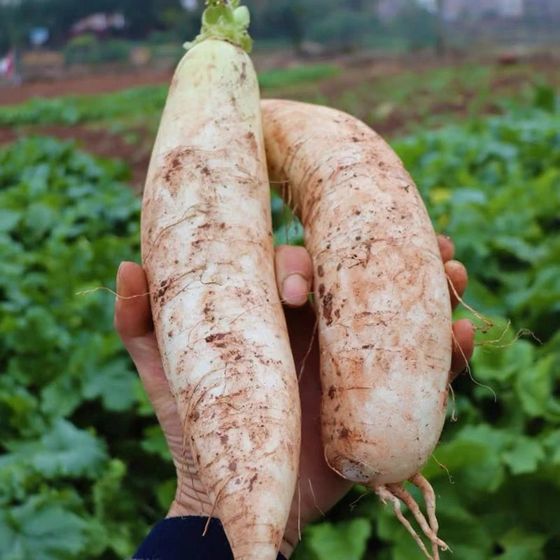 【顺丰包邮】粤北山区小胖白萝卜蔬菜农家种植新鲜现挖现发