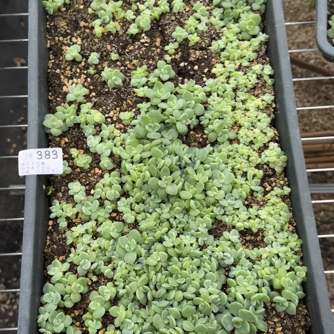 吾***荷如图383编号205切糕一盘不售后