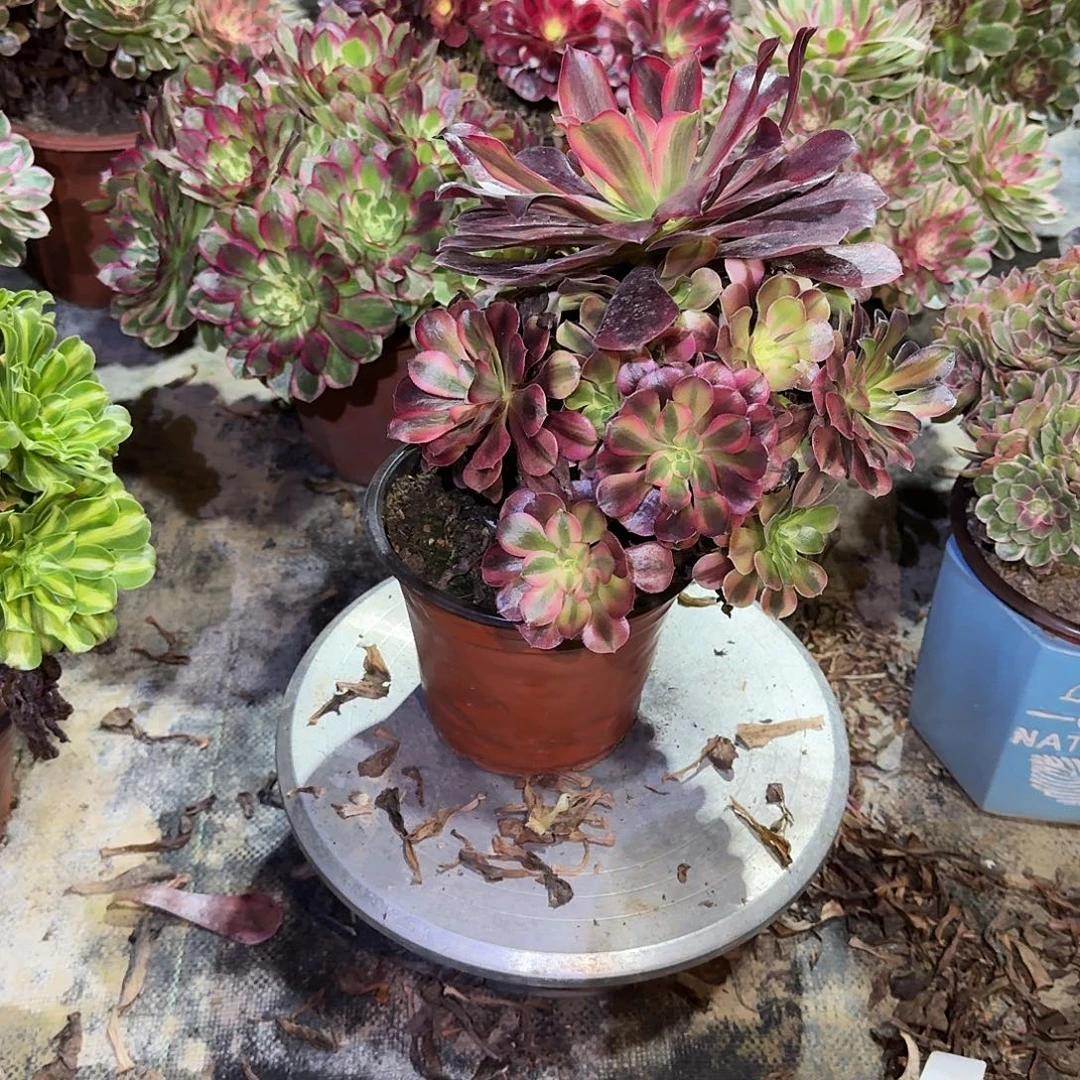 多肉植物美杜莎511