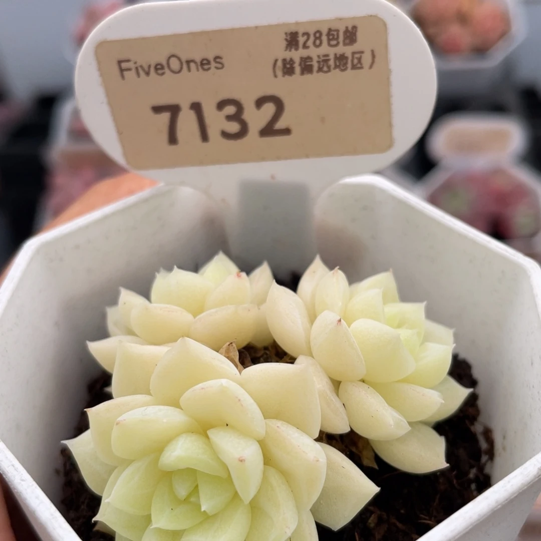 白天鹅7132-5.5厘米