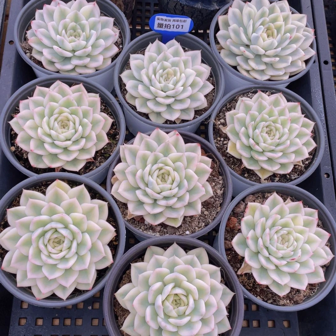 量拍101号 月亮仙子锦母本大单头一个