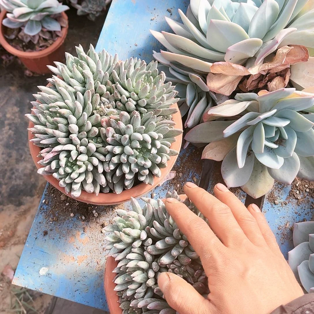 炫彩星16.99多肉植物